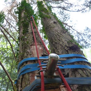 Démontage d'arbre par rétention Colmar